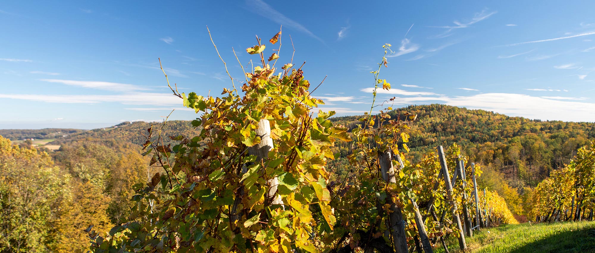 Auf dem Weg zum Meister - Weinhof Hakl