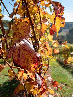 Herbstlaub
